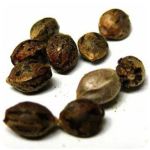 Семена марихуаны АК-47  (Seeds AK-47) в Абнинске